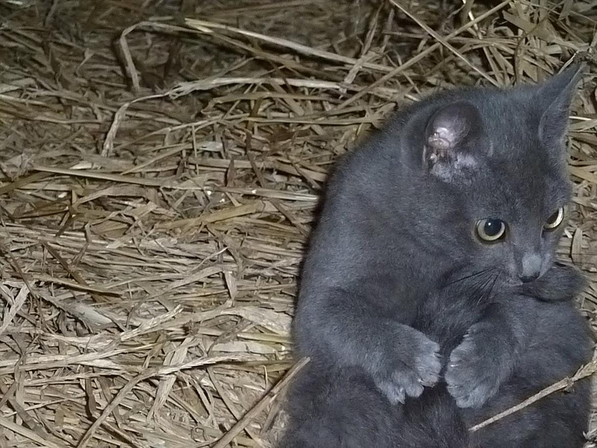 Huskat Knud - Fanget! billede 4