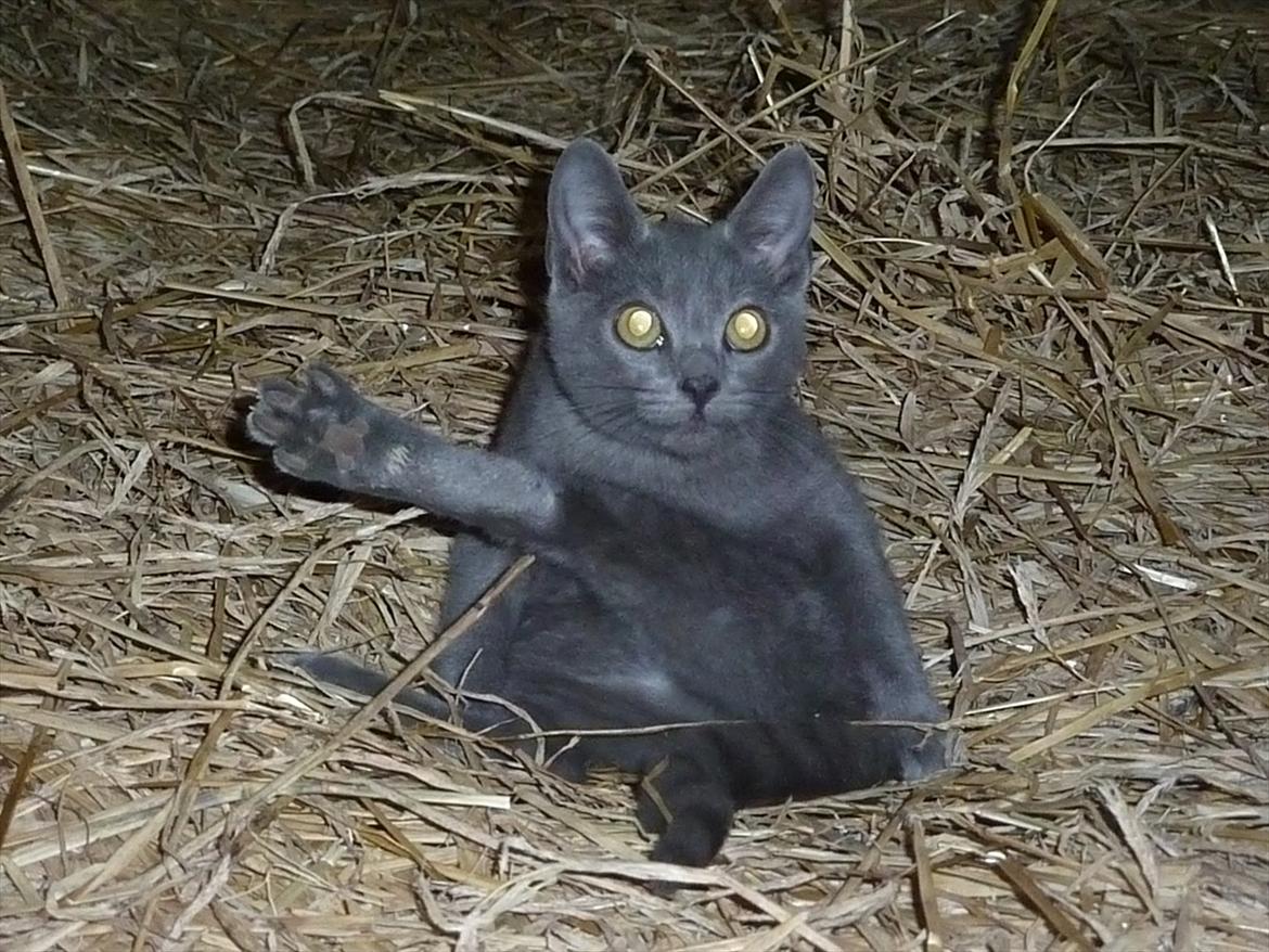 Huskat Knud - Knud: Hvaaad? billede 5