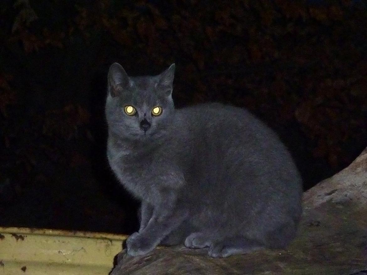 Huskat Knud - Søde Knud i mørket :) billede 6