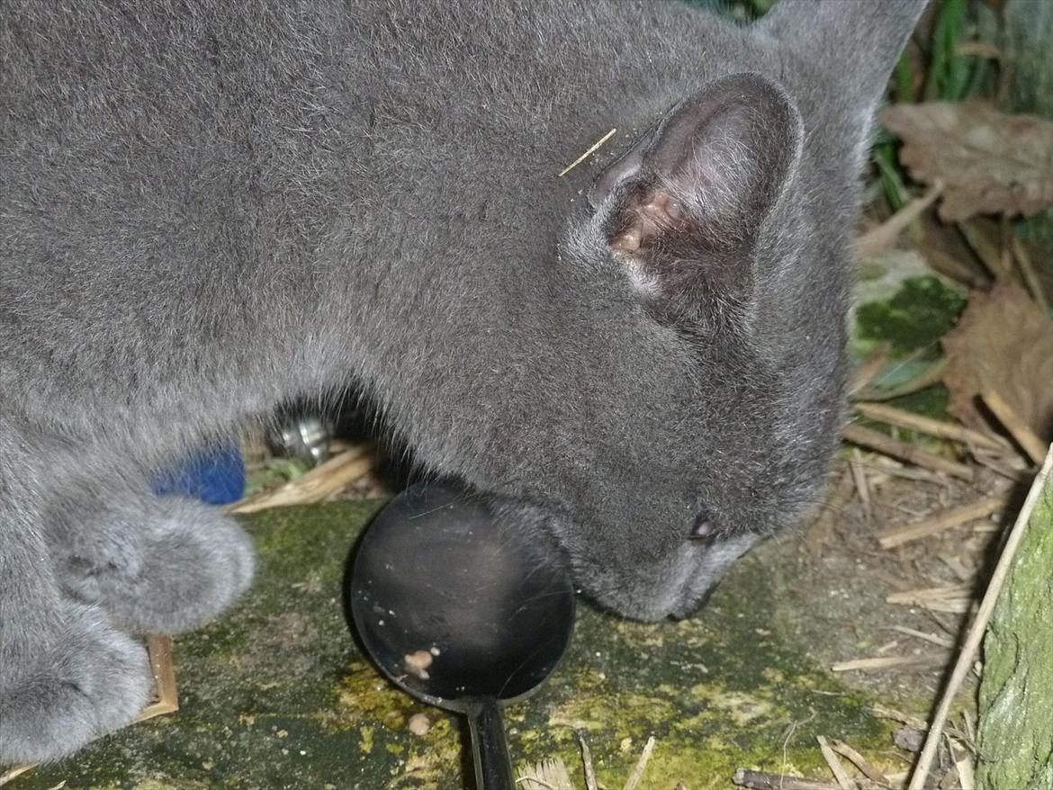 Huskat Knud - Knud slikker skeén af billede 7