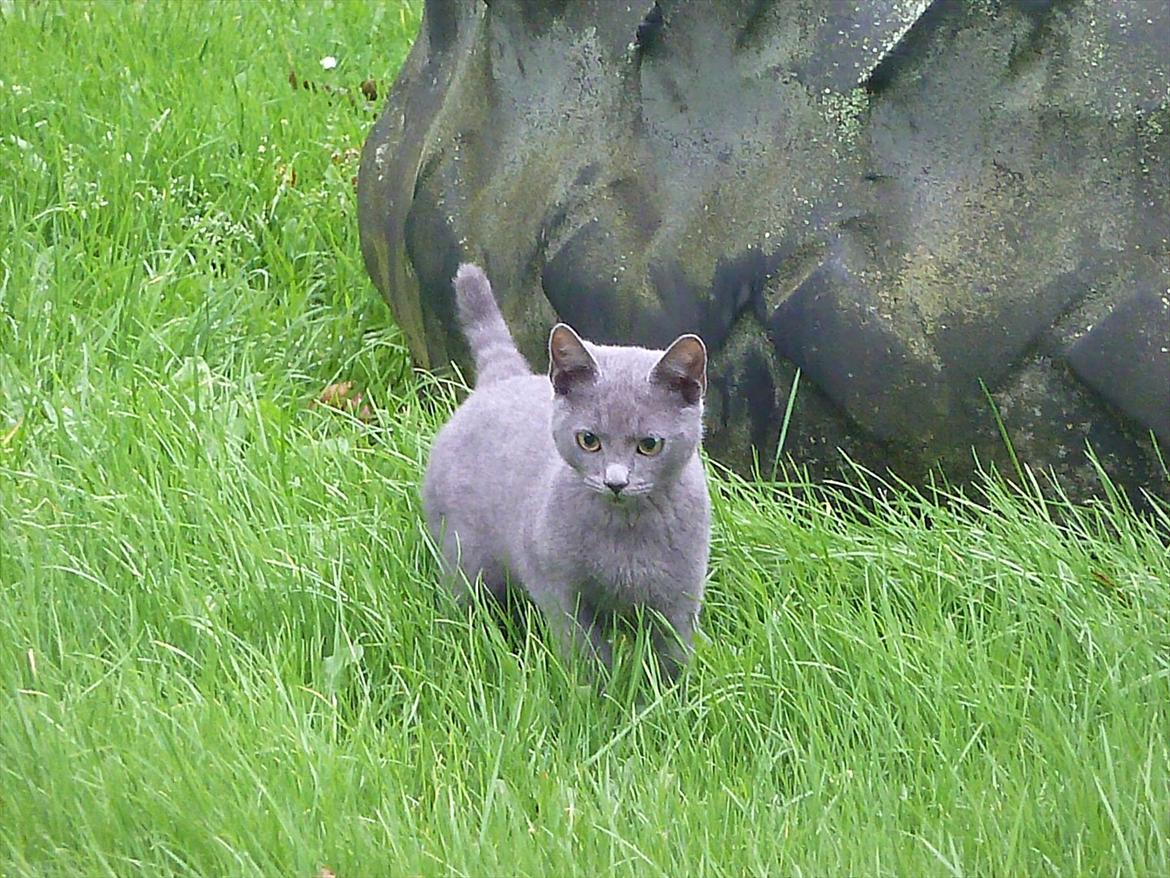 Huskat Knud - Jageren har fået øje på et........blad xD billede 8