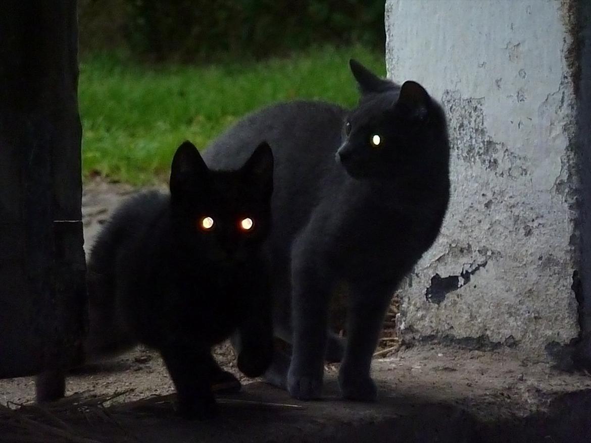 Huskat Knud - Knud og Jokke i stald porten billede 9