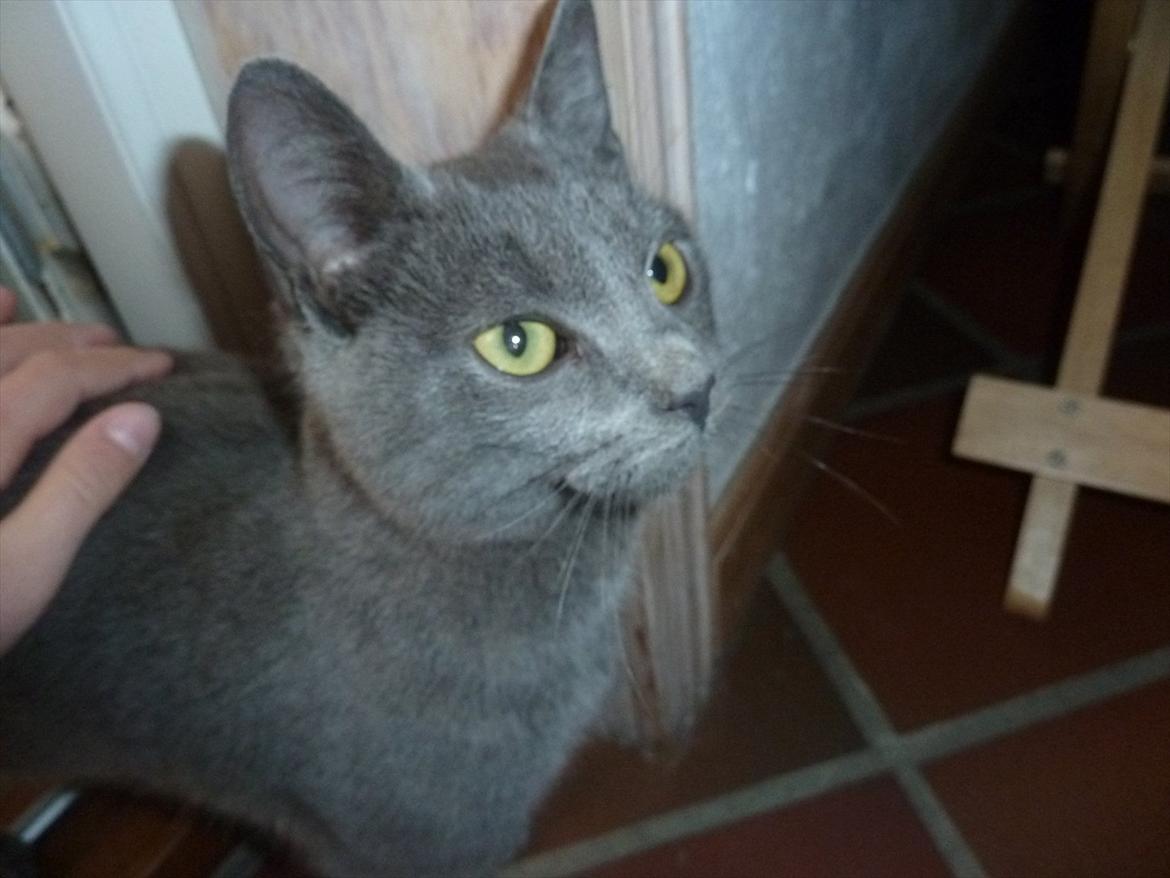 Huskat Knud - Kæle-Knud billede 10