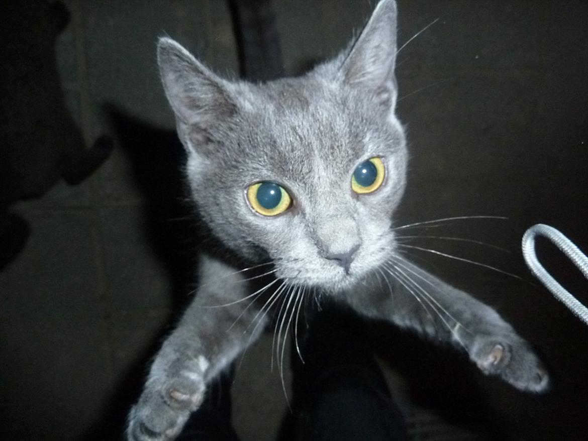 Huskat Knud - Ballademager :) billede 11