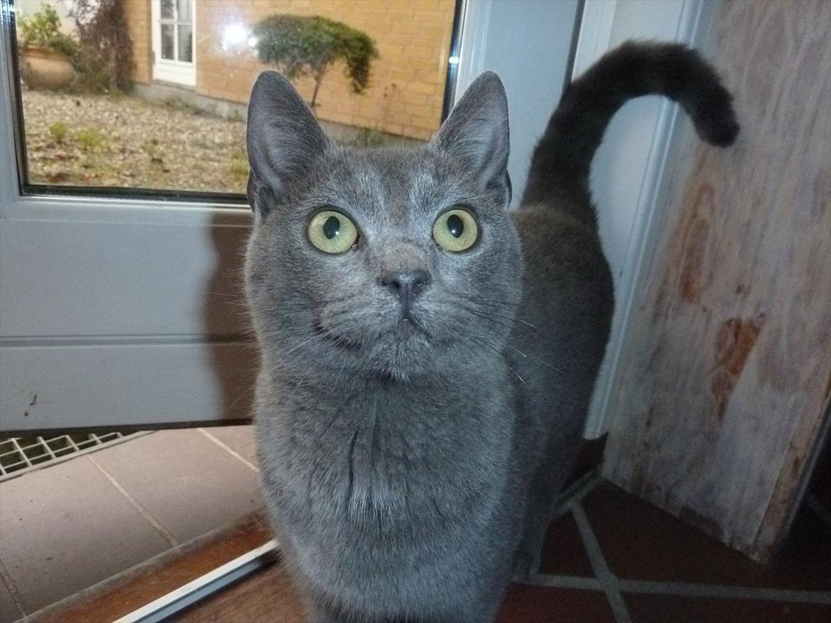 Huskat Knud - Knud Kigger billede 12