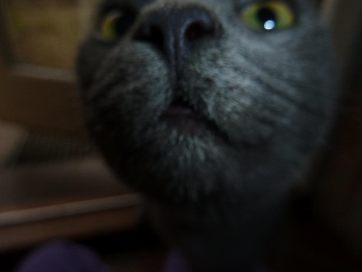 Huskat Knud - Nurh billede 13