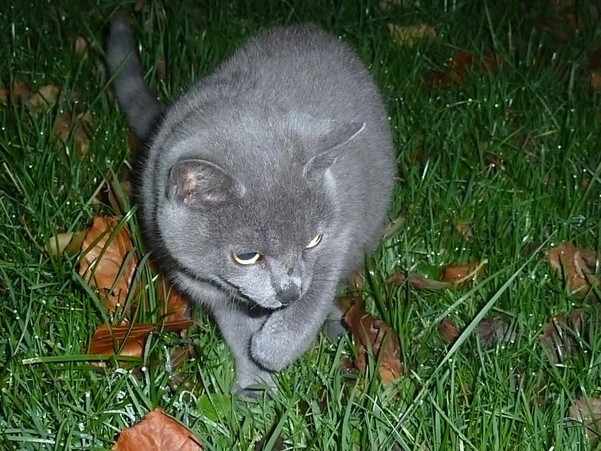 Huskat Knud - Knud billede 14