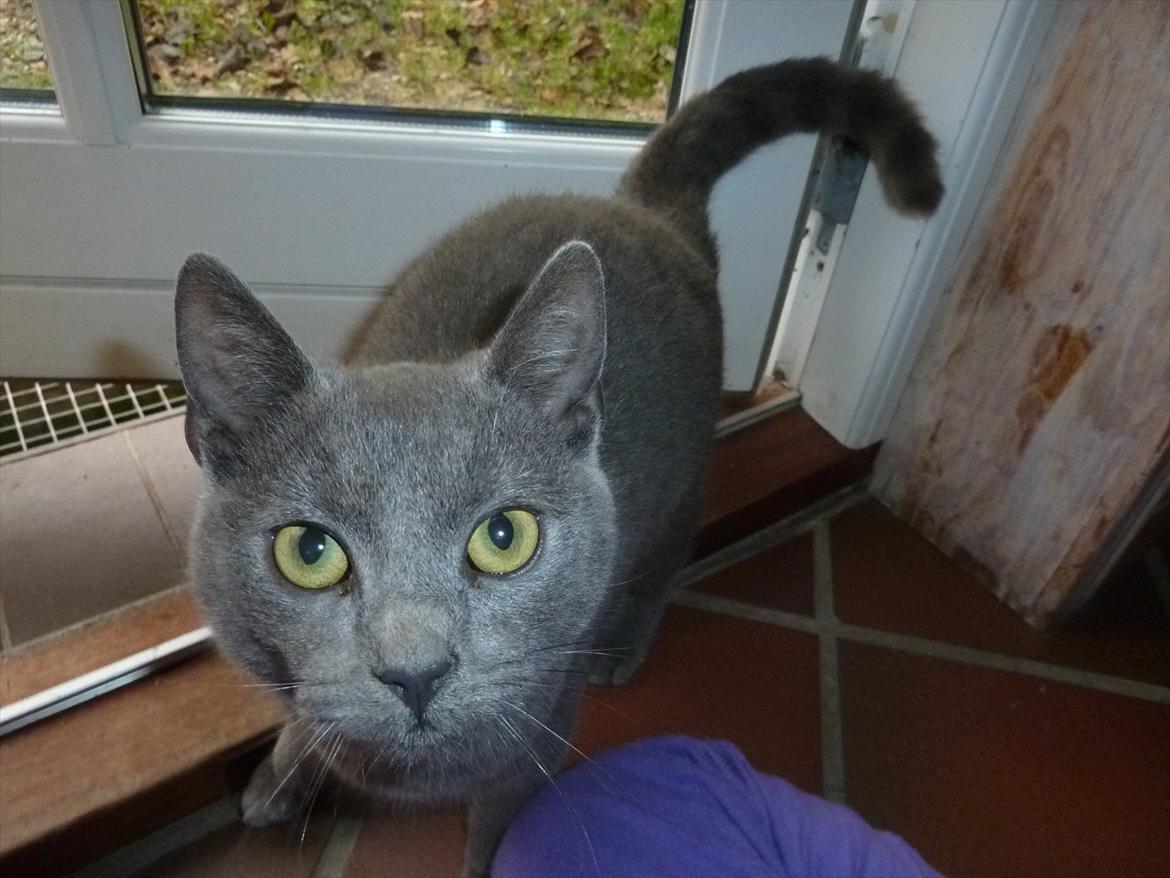 Huskat Knud - Sikke et sødt og frækt blik :) billede 15