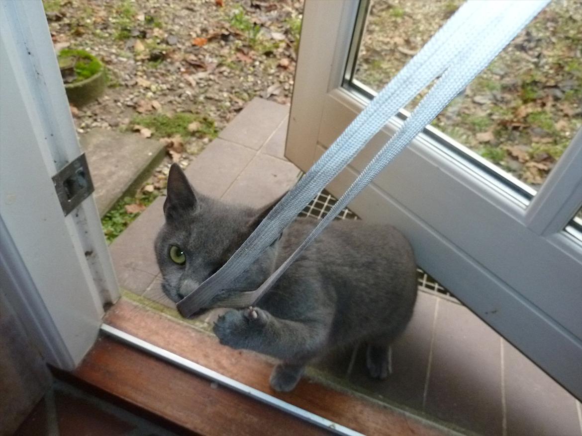 Huskat Knud - KNUD!!! Ikke lege med kamera-snoren billede 16