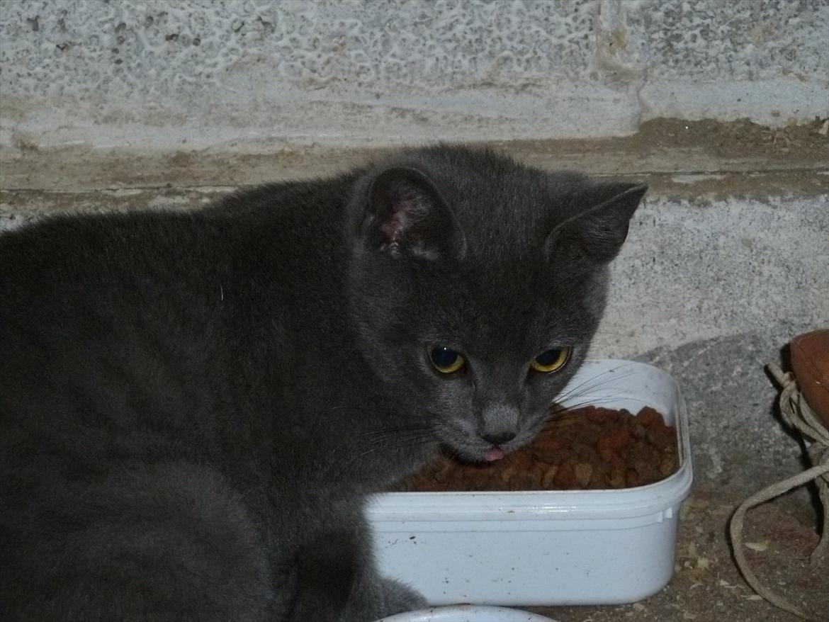 Huskat Knud - Knud spiser tør-foder billede 17