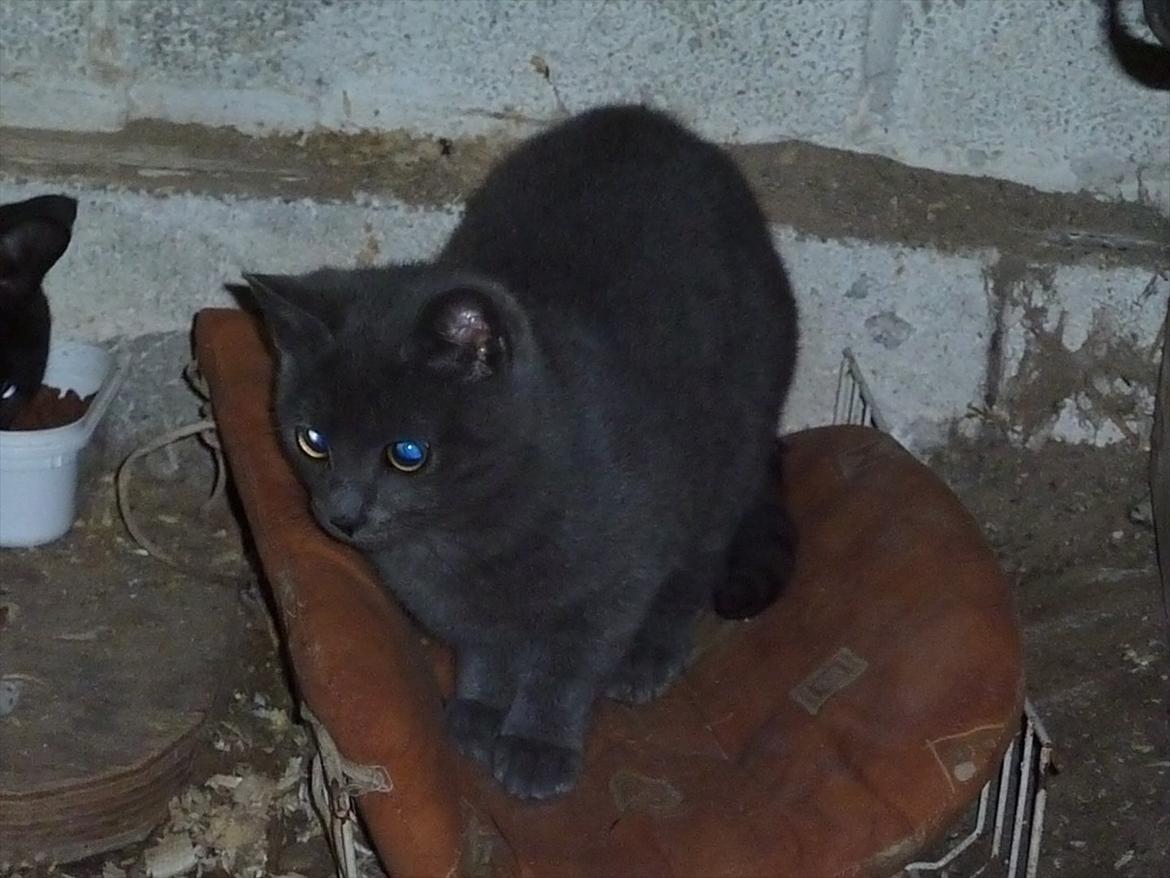 Huskat Knud - Knud har fået øje på noget spændene! billede 18