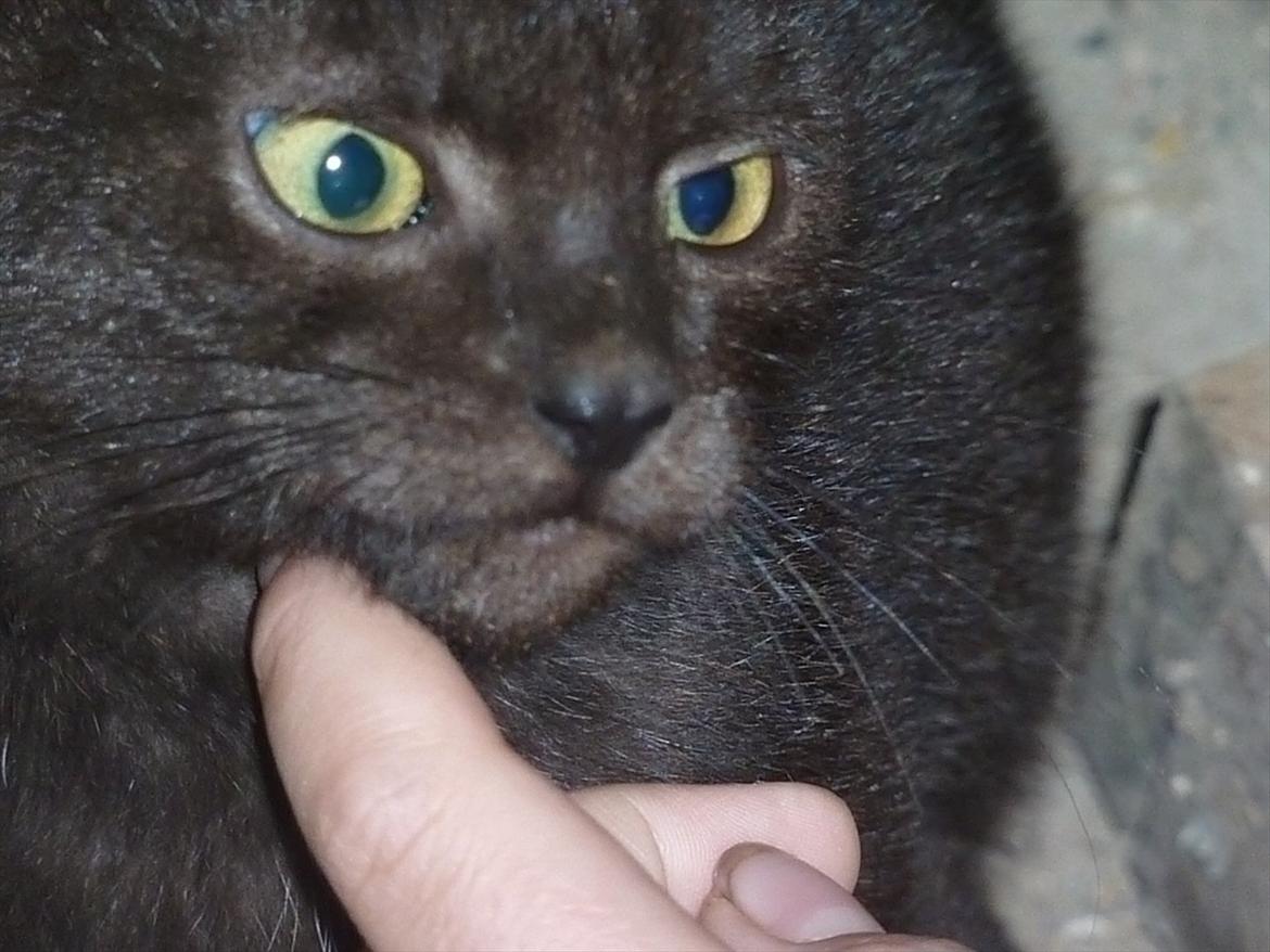 Huskat Jokke - Kæle Kæle billede 2