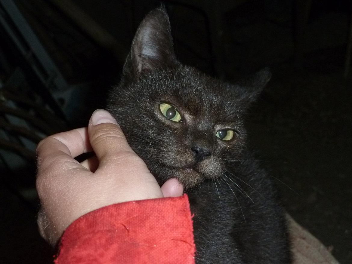 Huskat Jokke - Velkommen til Jokke's profil billede 1