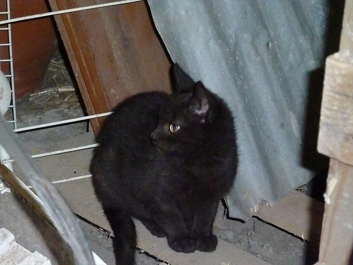 Huskat Jokke - Jeg sidder inde i rodet billede 3