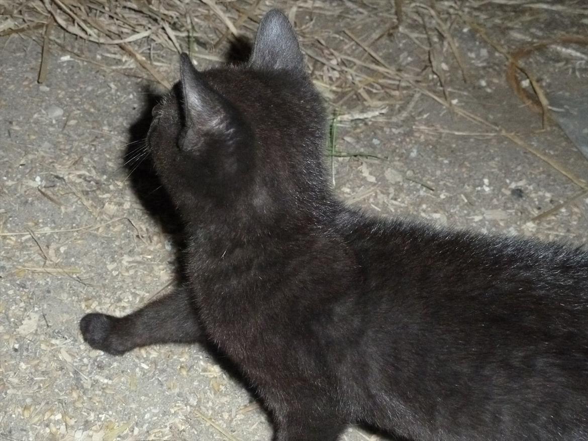 Huskat Jokke - Jokke på tur billede 5