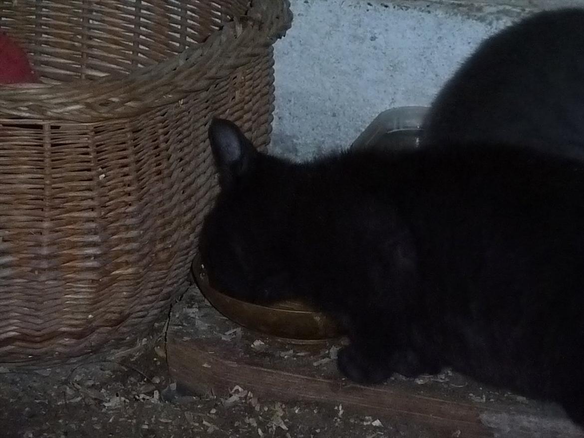 Huskat Jokke - Jokke mis spiser dåsemad billede 6