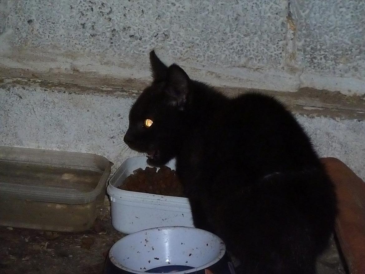 Huskat Jokke - Miav billede 7