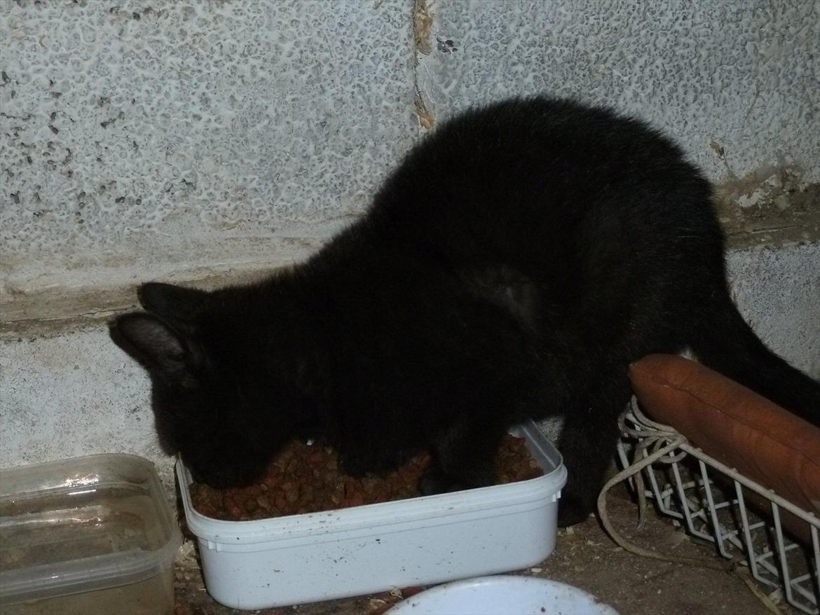 Huskat Jokke - Ja sådan kan man også spise billede 8