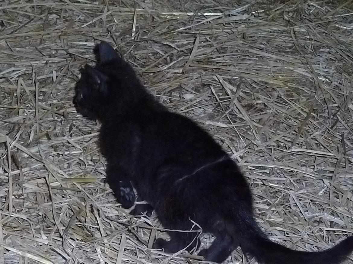 Huskat Jokke - Jokke jager bevægelse i halmen :) billede 9