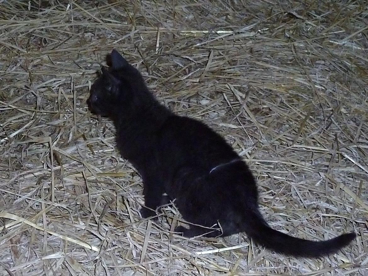 Huskat Jokke - Jeg er sikker på jeg så noget billede 10