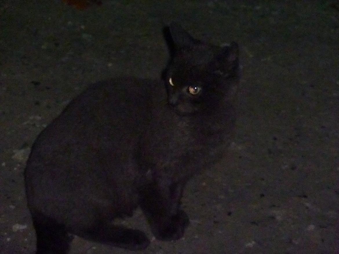 Huskat Jokke - Vil vædde med Knud angriber mig nu billede 11