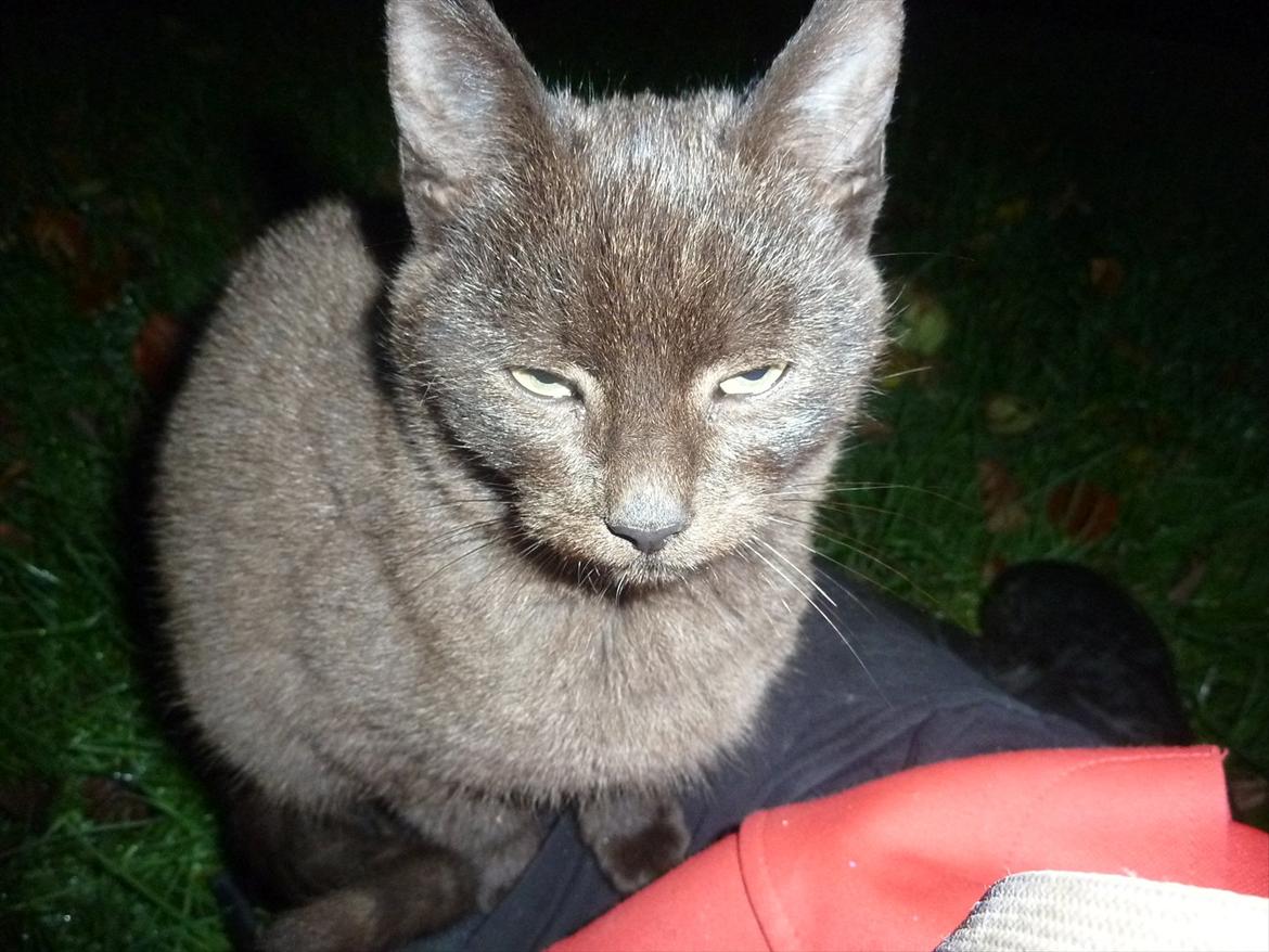 Huskat Jokke - Ligner han vender øjne af mig xD billede 12