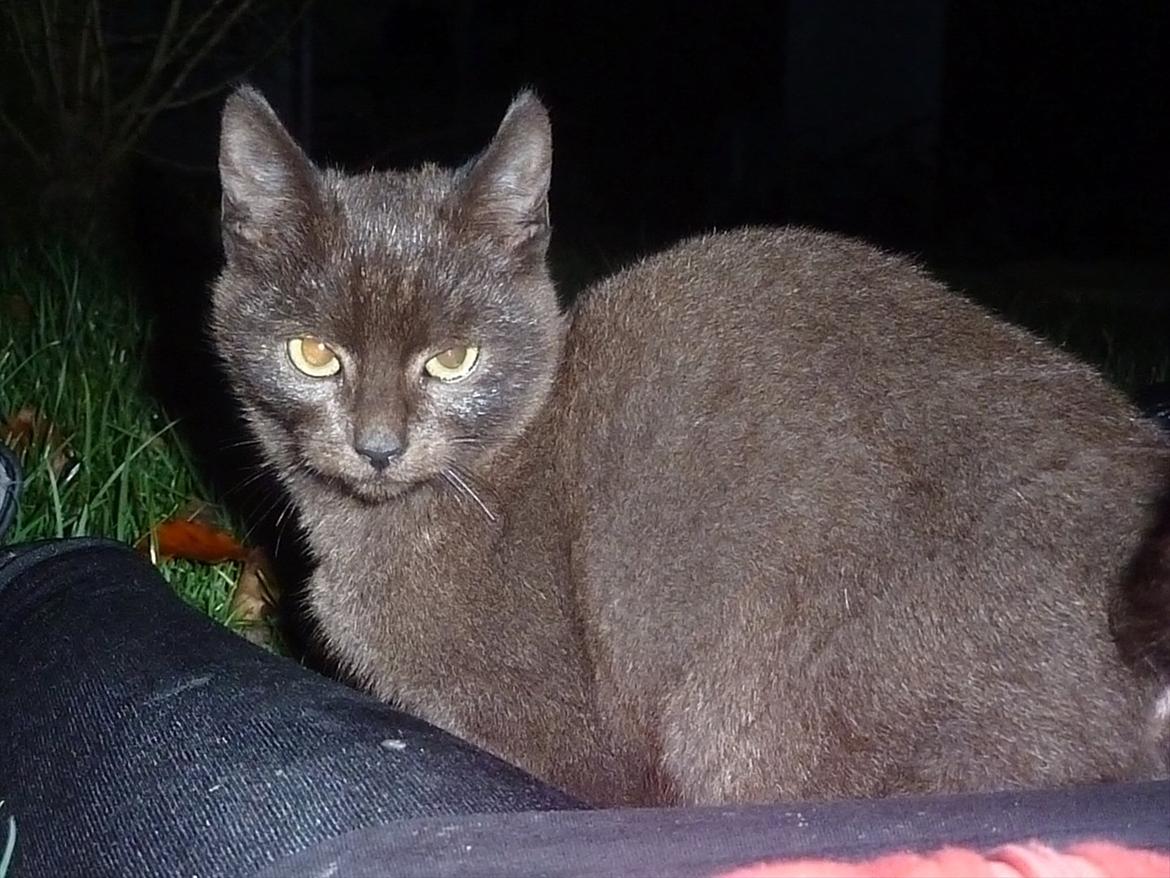 Huskat Jokke - Jokke Missen kigger billede 13