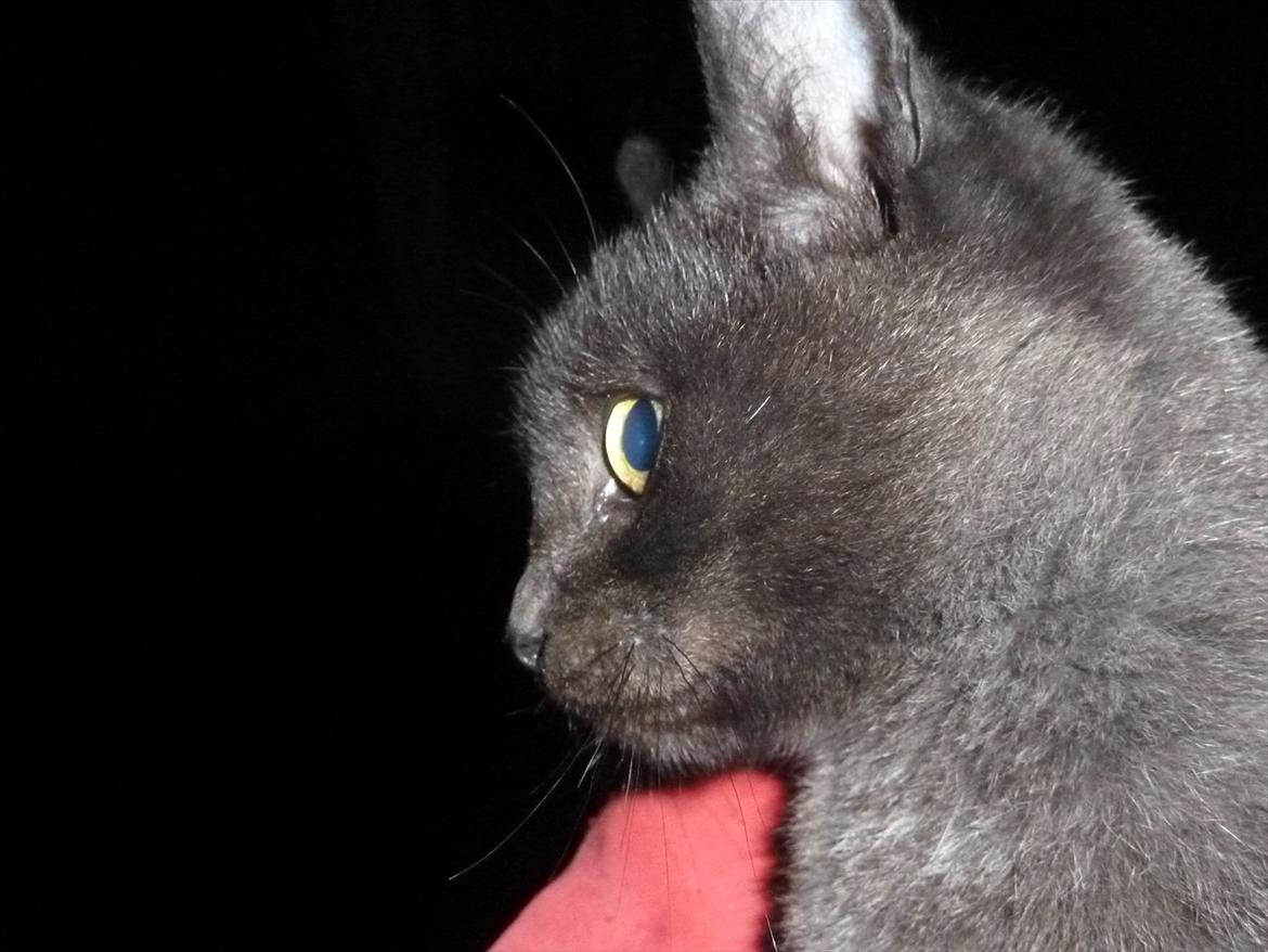 Huskat Jokke - Ihh jeg er fin billede 14