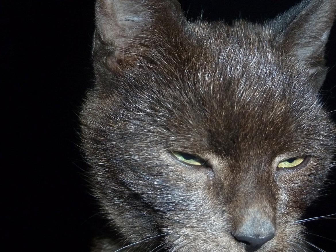 Huskat Jokke - Haha :p billede 15