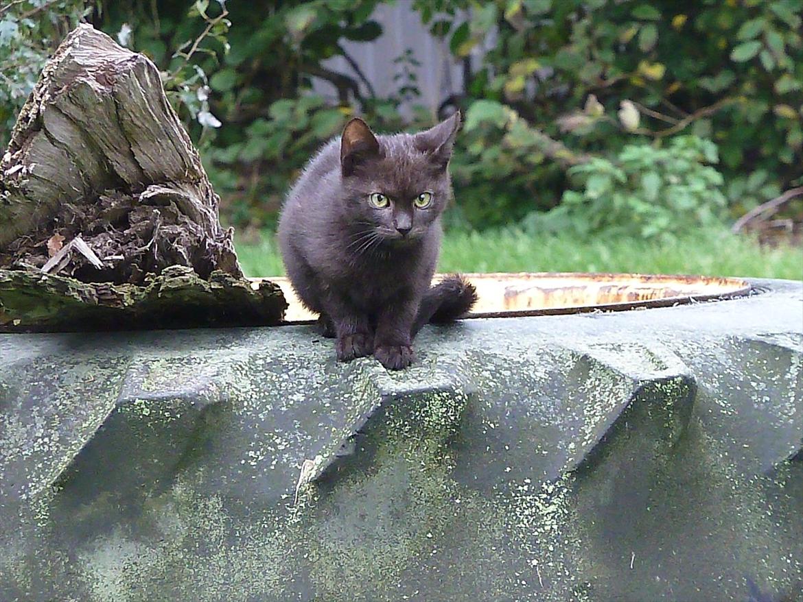 Huskat Jokke - Den lille mis på et stoooort dæk :) billede 16