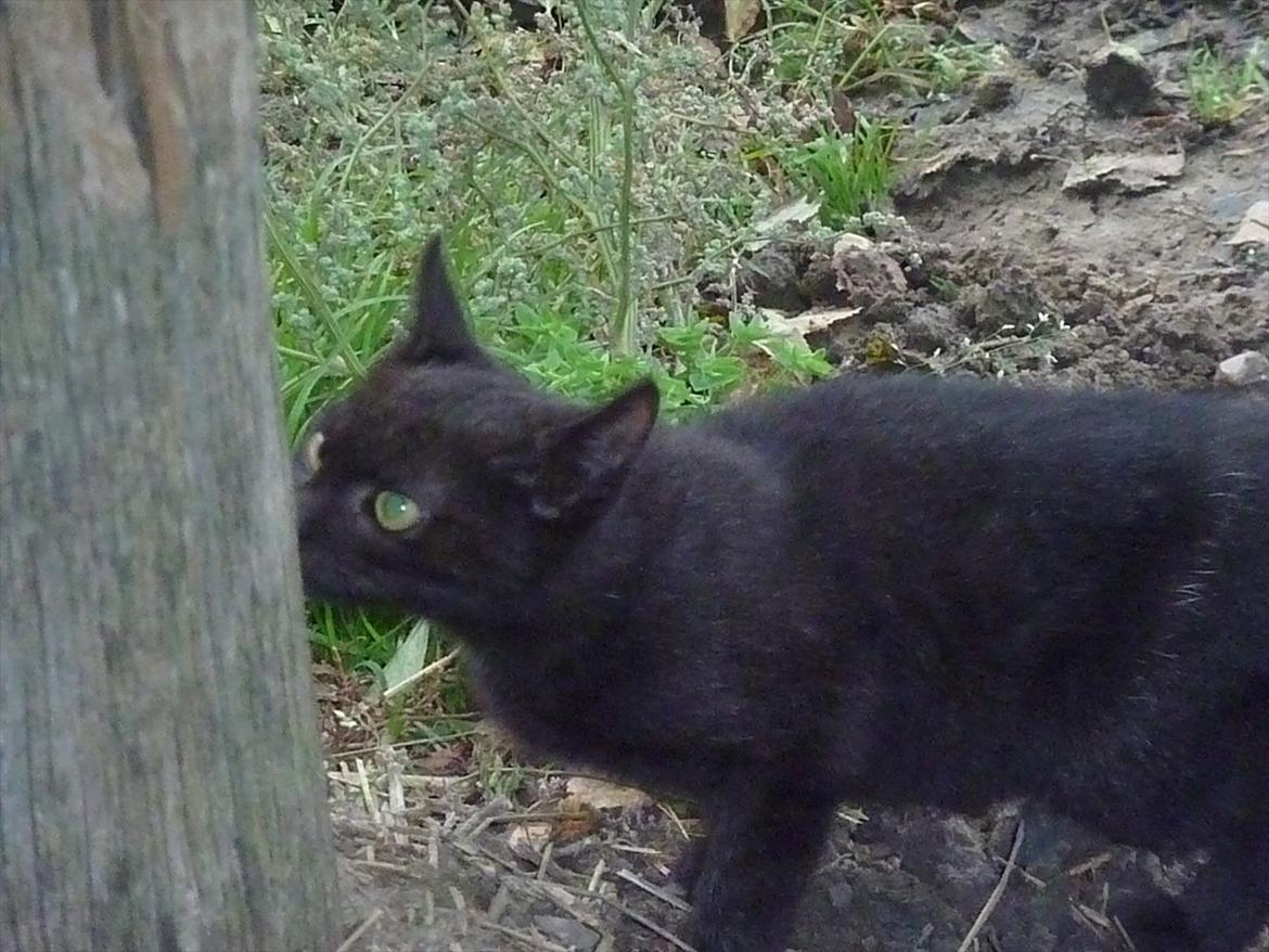 Huskat Jokke - Jokke skal lige snuse :) billede 17