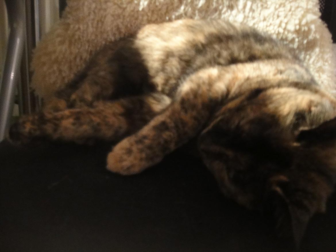 Huskat Kira billede 10