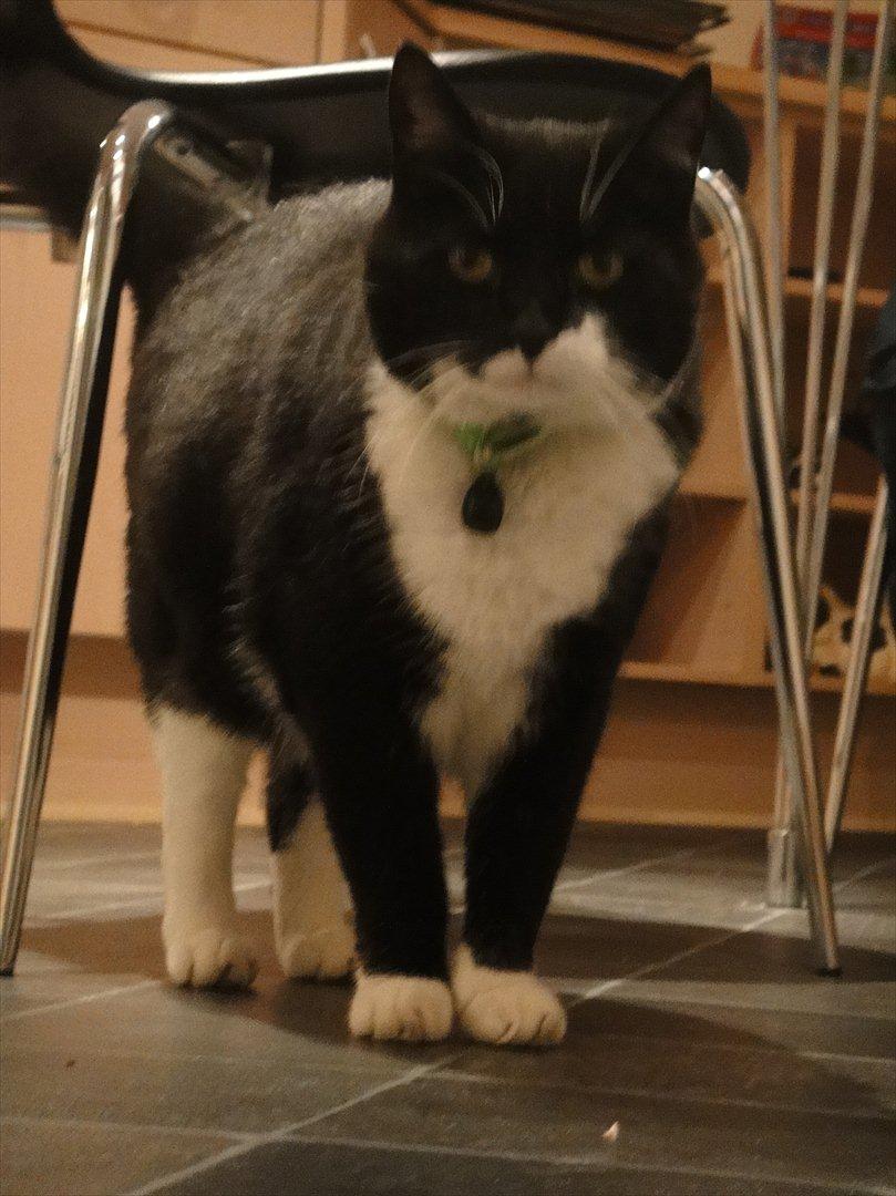 Huskat Sylvester - årh ;) billede 1