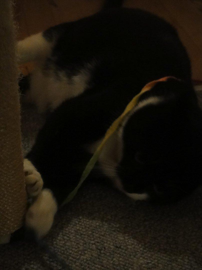 Huskat Sylvester - han elsker sin farvestrålende snor ;D billede 13