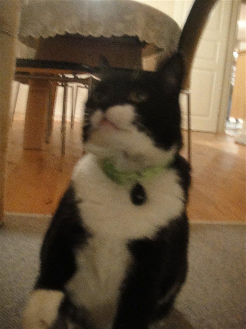 Huskat Sylvester - øøøj ;D billede 14