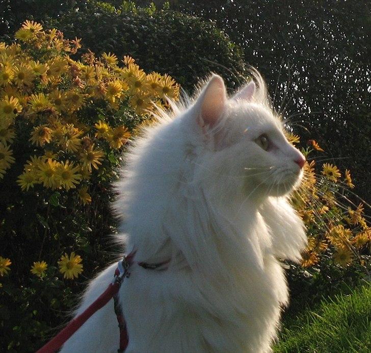 Norsk Skovkat Scarlett-sandra´s Mircel (Smilla) billede 5