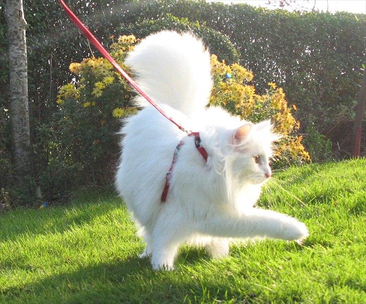 Norsk Skovkat Scarlett-sandra´s Mircel (Smilla) billede 6