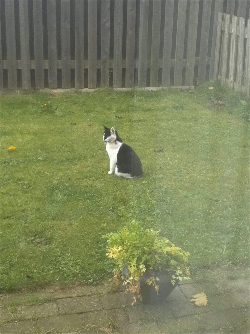 Huskat Sunshine billede 10