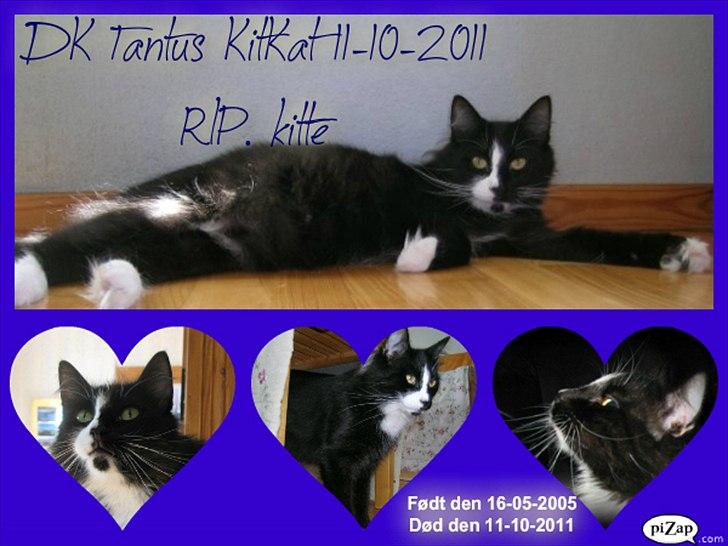 Norsk Skovkat Tantus KitKat Død den 11-10-2011 billede 1