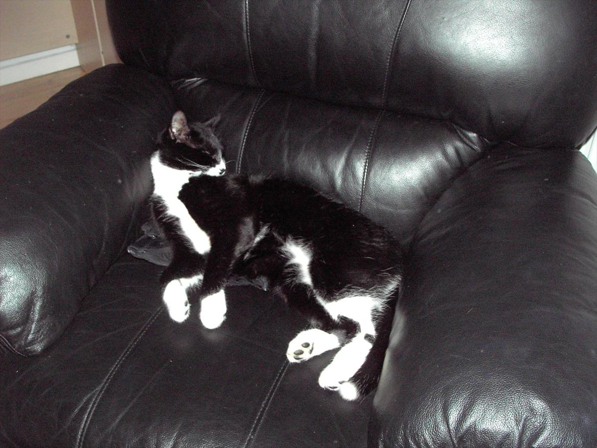 Blanding af racer Kiskat billede 17