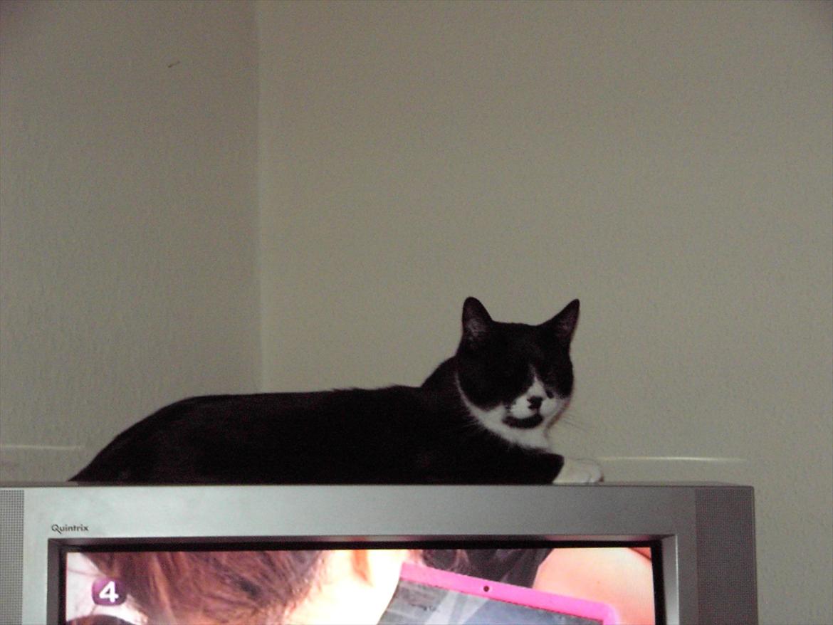 Blanding af racer Kiskat billede 18