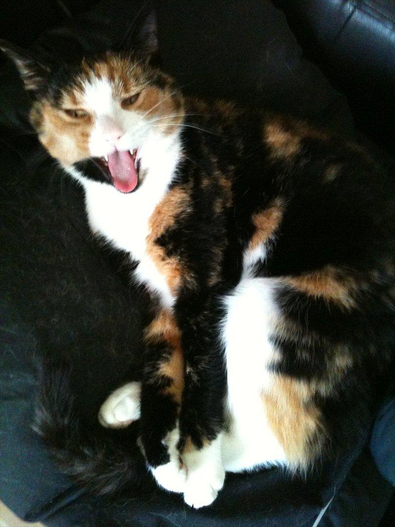 Blanding af racer Musling - Trætte gamle dame ;P billede 3