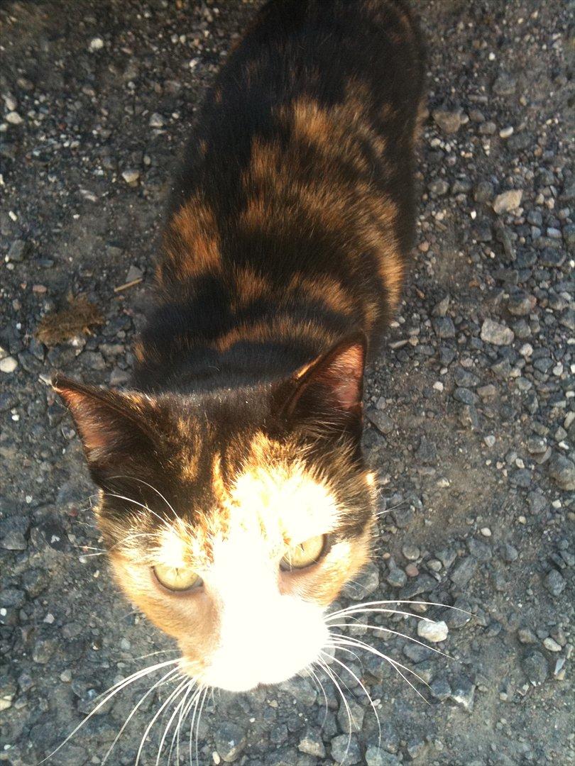 Blanding af racer Musling billede 6