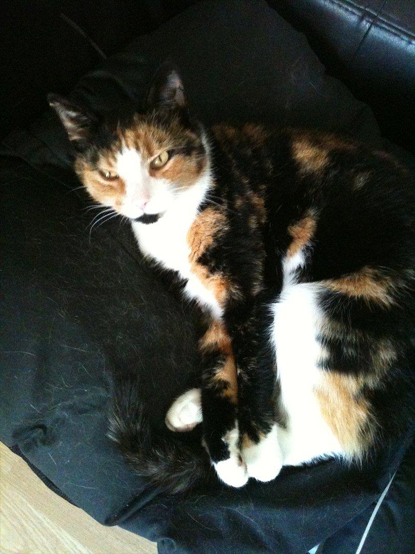 Blanding af racer Musling billede 8