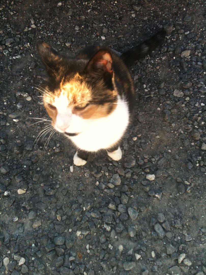 Blanding af racer Musling billede 9