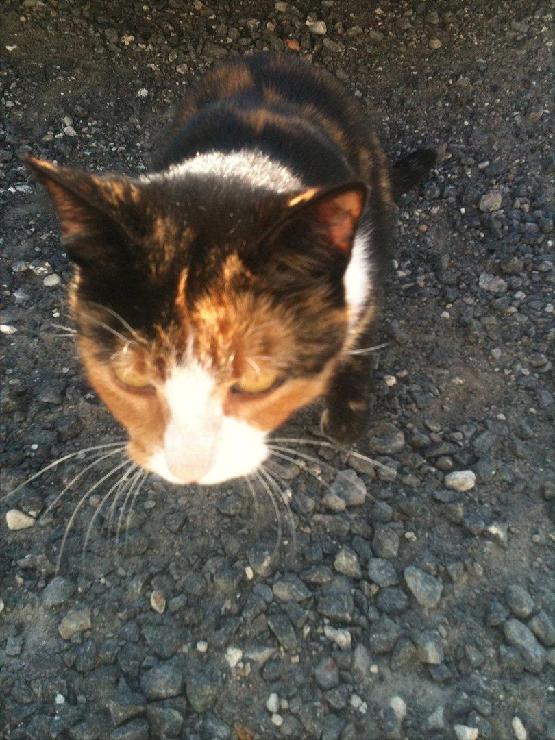 Blanding af racer Musling billede 11