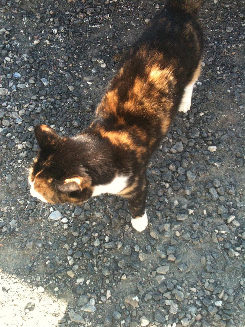 Blanding af racer Musling billede 13