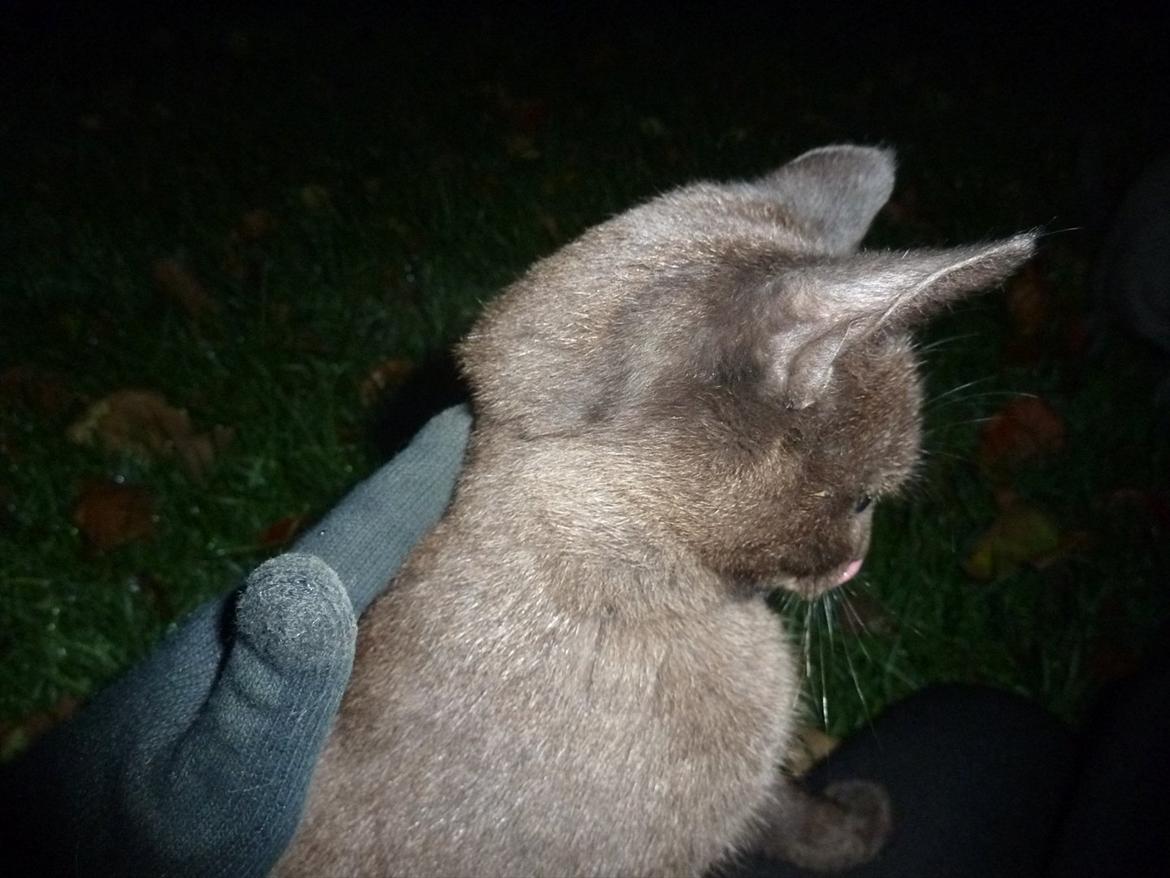 Huskat Jokke - Farvel for nu :) billede 20