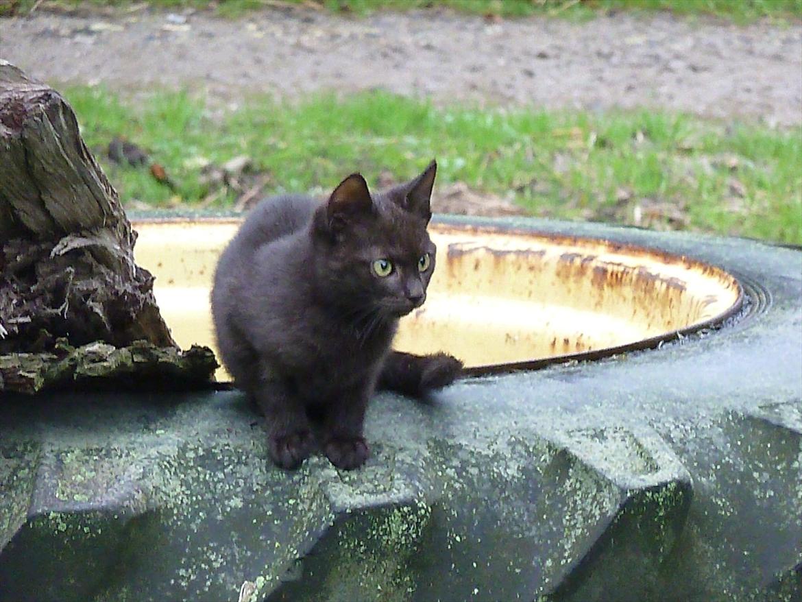 Huskat Jokke - HVAD var det? billede 19