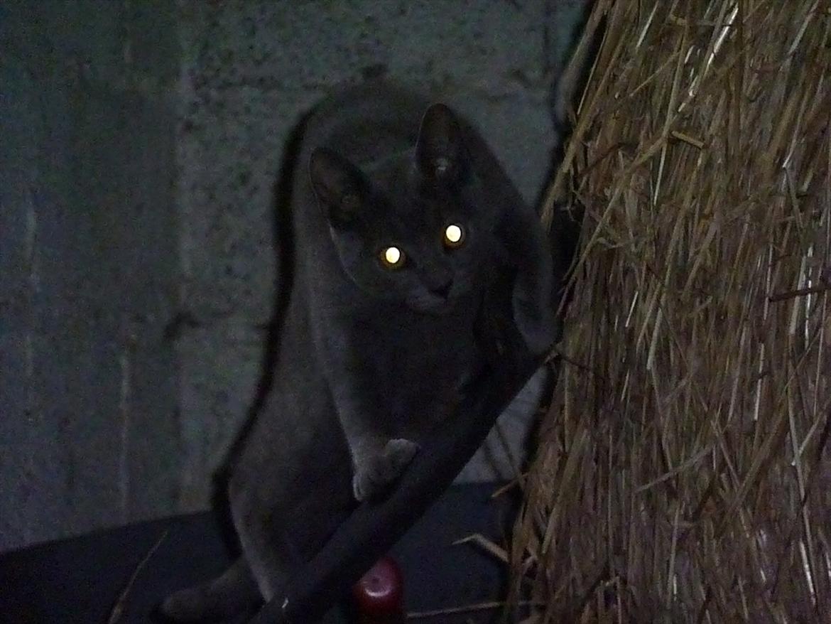 Huskat Knud - Knud på sit kradsebræt billede 19